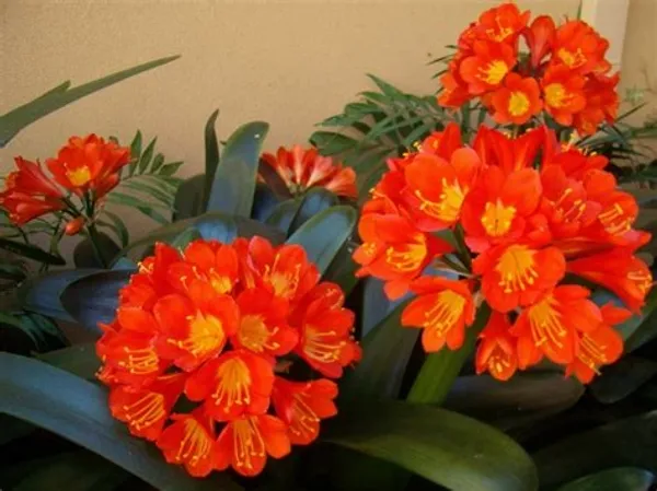 Clivia_Miniata_(Orange)
